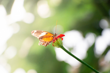 Butterfly in a ray of morning sunlight