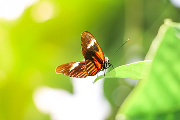 Fototapeta na wymiar Butterfly soaking up the sun