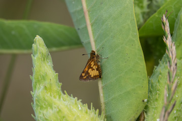 Peck's Skipper on Milkweed in Summer