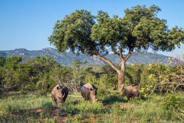 Fototapeta na wymiar Southern white rhinoceros in Kruger National park, South Africa