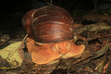 A giant snail, Megalobulimus popelairianus, with its antennae pulled back
