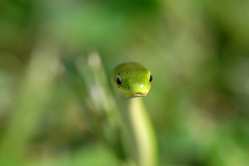 Nice And Green
