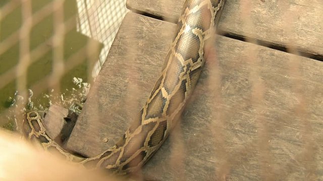 A hand held, high angle, close up shot of a python hissing and crawling in the water. 