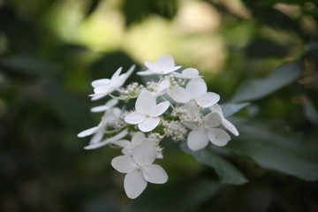 white flowers of a tree