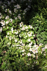 white flowers in the garden
