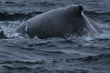 The black back and dorsal fin of humpback whale megaptera novaeangliae,