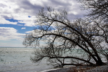 Fototapeta na wymiar Bare tree on rocky shoreline of Lake Ontario