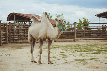 Camel in nature at the zoo