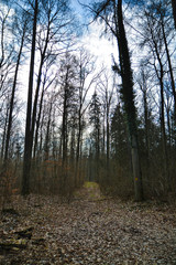 Forest Way Cloudy Clouds Foliage Autumn Forest Trail