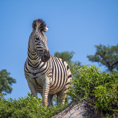 Plains zebra in Kruger National park, South Africa