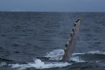 Fototapeta premium The fins of a humpback whale, Megaptera novaeangliae waving at the boat