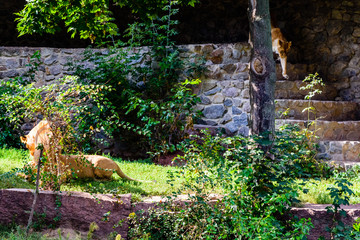 Two lionesses (Panthera leo) playing among the green vegetation