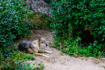 Fototapeta premium Lonely grey wolf (Canis lupus) among the green vegetation