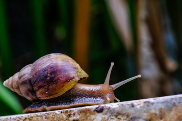 Big snail in shell crawling on road, summer day in garden, A common garden snail climbing on a stump, edible snail or escargot, is a species of large, edible, air-breathing land.