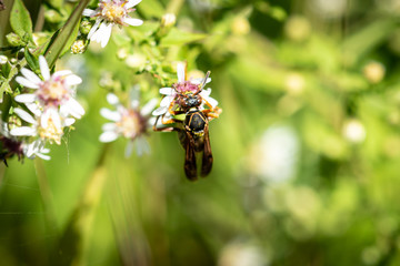 Wasp Up Close On Flower During Summer