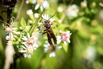 Stinging Insect On Flower 