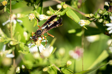 Wasp Stinging Insect 