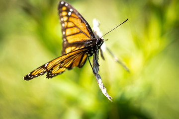 Butter Fly Up Close 