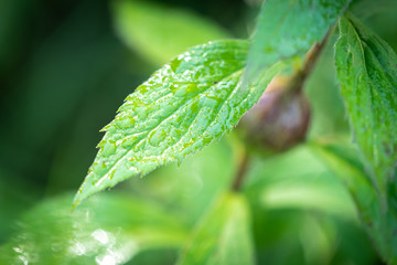 Water Drops On Leaf 