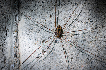 House Spider On Foundation 