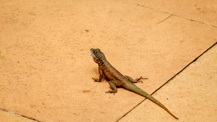 lagarto, calango baiano,  Tropidurus sertanejo