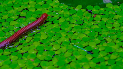 Giant Millipede (Thyropygus), large red and black millipede, Green nature, Animals in the garden.