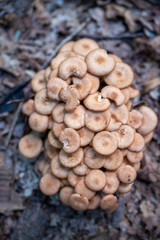 A lot of Mushrooms