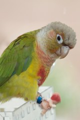 parrot on branch holding plastic baby