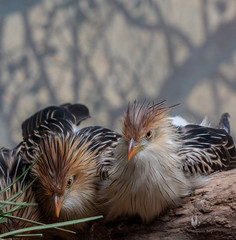 Orange, White, and Black Plumage on a Pair of Guira Cuckoos