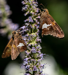 Orange, White, and Tan wings on a Pair of Silver Spotted Skipper Butterflies