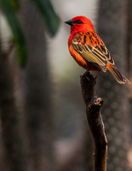 Deep Red and Black Plumage on a Red Fody on a Branch