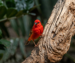 Deep Red and Black Plumage on a Red Fody on a Branch