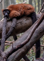 Obraz premium Orange and Black Fur on a Red Ruffed Lemur in a Tree