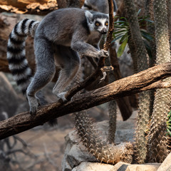 White, Black, and Grey Fur on a Ring Tail Lemur in a Tree