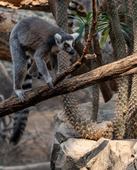 White, Black, and Grey Fur on a Ring Tail Lemur in a Tree