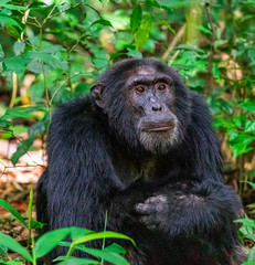 Chimp Portrait