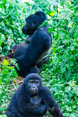 Baby and Silverback Father