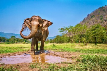 A cute female Asian elephant sprays herself with mud, in Chiang Mai, Thailand.
