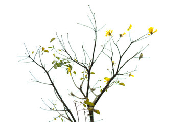 branch of tree with flowers on white background
