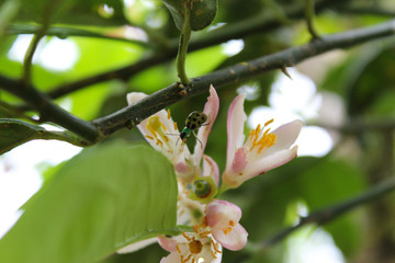 Lady bug on a lemon flower insect 