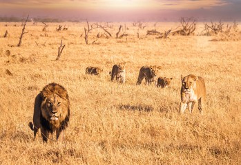 Scène de safari africain où un lion mâle avec une crinière pleine regarde la caméra et se déplace à travers de longues herbes sèches avec une lionne et quatre petits qui sont sa fierté. Bostwana.