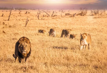 Velours gordijnen Leeuw Afrikaanse safariscène waar een mannelijke leeuw met volle manen naar de camera kijkt en door lang droog gras beweegt met een leeuwin en vier welpen die zijn trots zijn. Botswana.