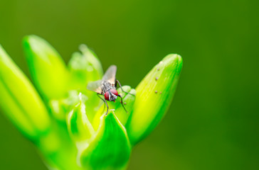 Calliphora vicina