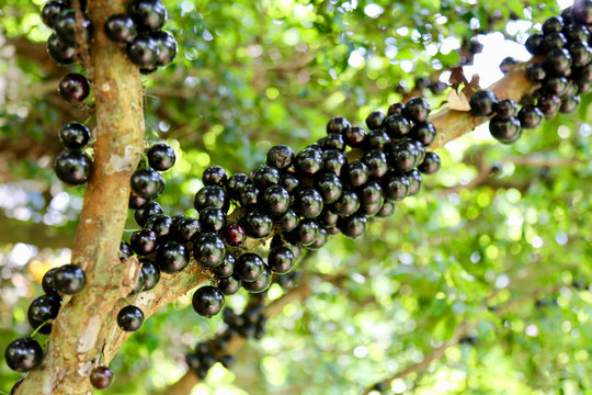 Jabuticaba - Tree Grapes