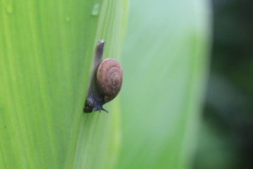 Close up Snail crawling on leaf.