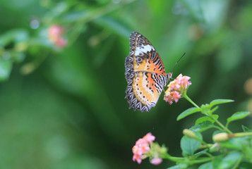 beautiful monarch butterfly perched on a flower
