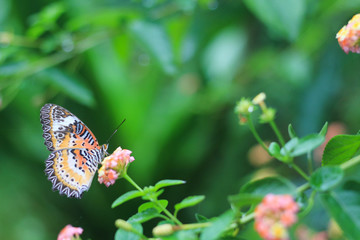 Fototapeta na wymiar beautiful monarch butterfly perched on a flower