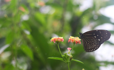 Beautiful butterfly perched on a flower