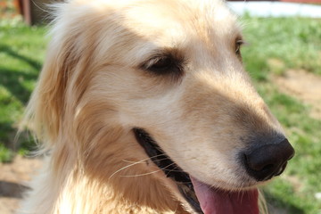 Golden retriever