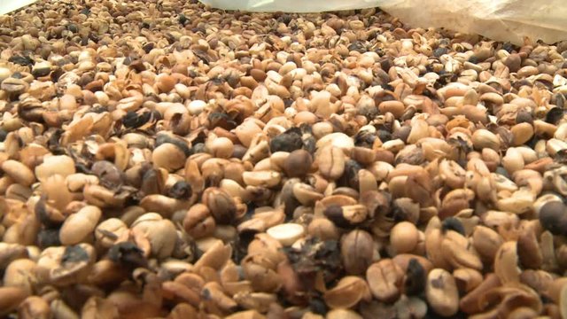 A hand held, extreme close up shot of various types of beans left to dry in the sun.